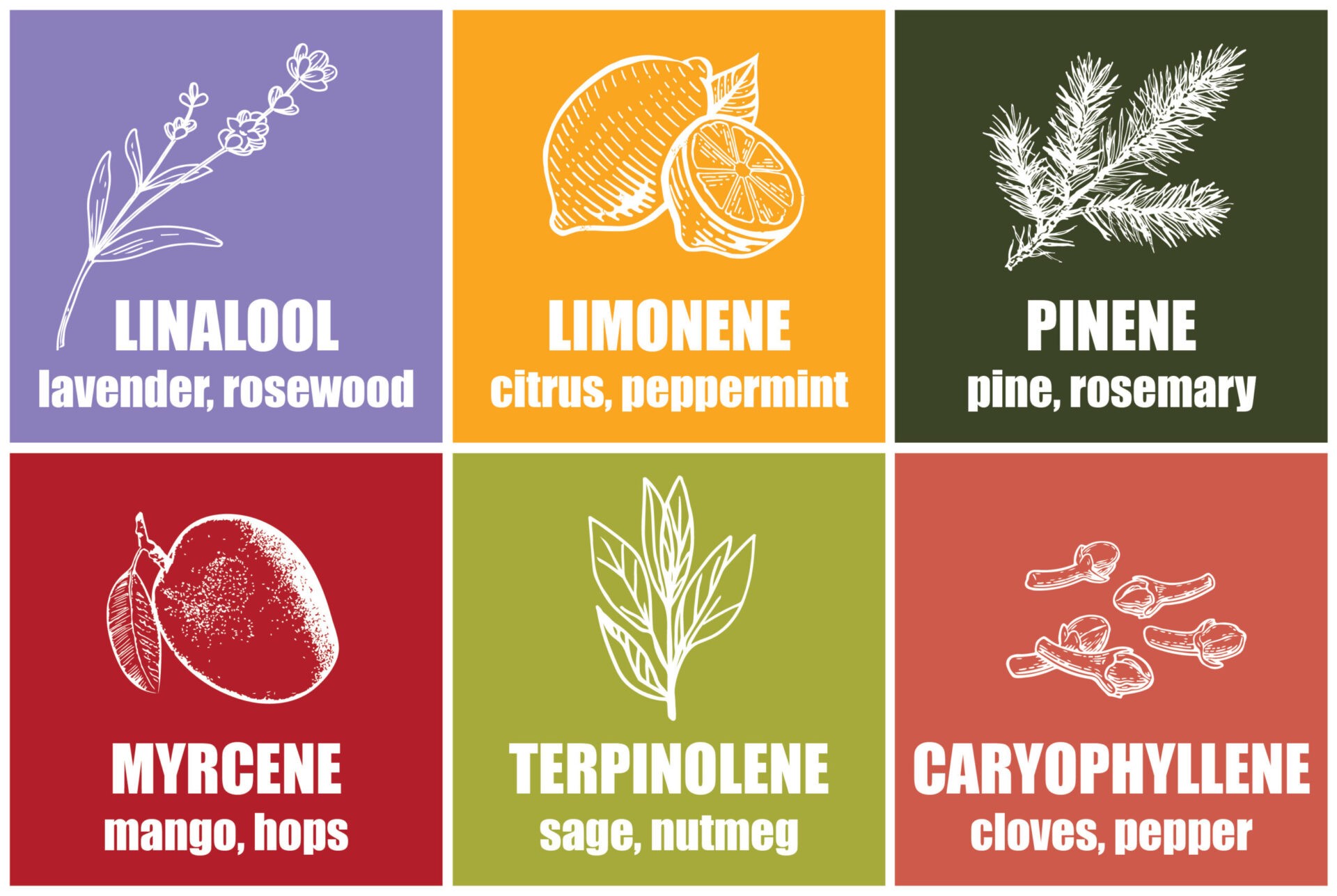 Close-up image of various cannabis terpenes. Terpenes are fragrant oils found in cannabis that contribute to its aroma and flavor. Each terpene has unique properties and potential medicinal benefits, such as reducing inflammation, promoting relaxation, boosting mood, and improving cognition.